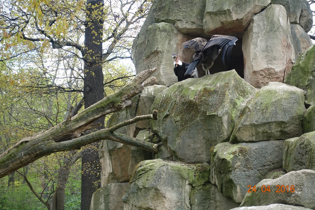 Berlin Zoo 24.4.16