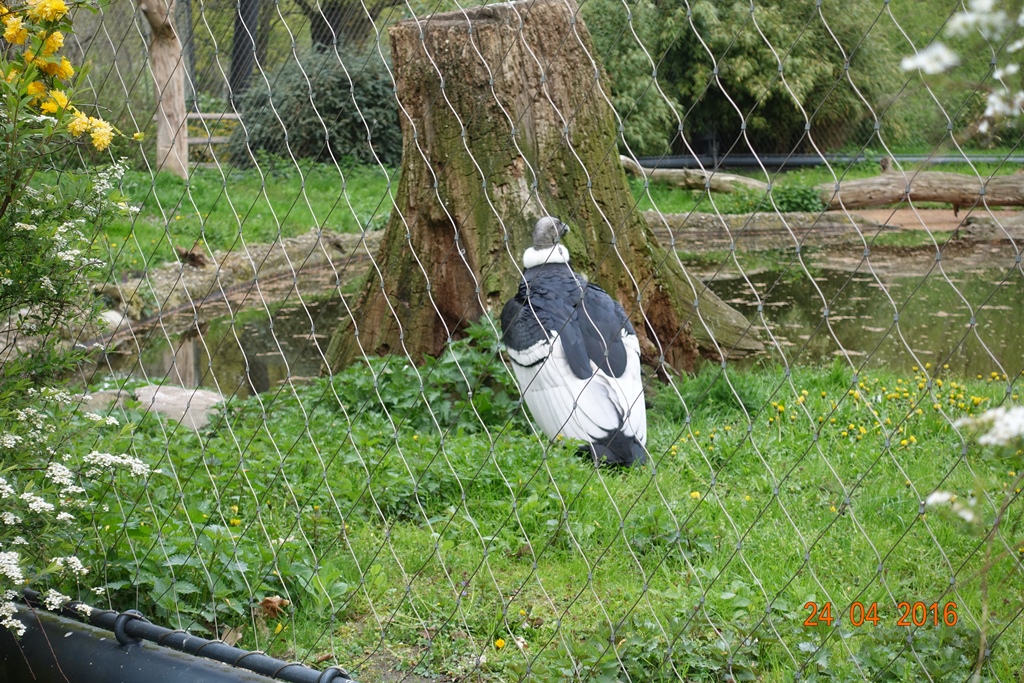 Berlin Zoo 24.4.16
