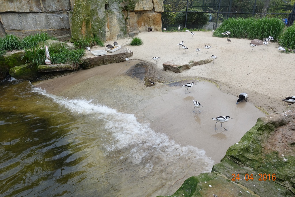 Berlin Zoo 24.4.16