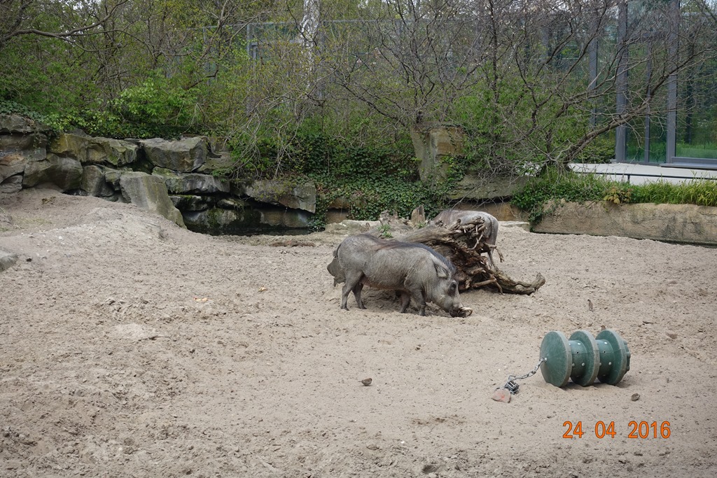 Berlin Zoo 24.4.16