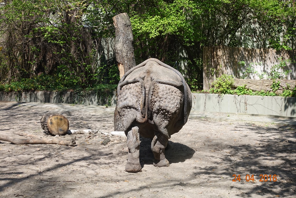 Berlin Zoo 24.4.16