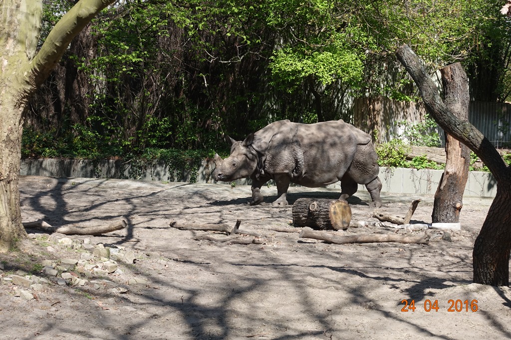 Berlin Zoo 24.4.16