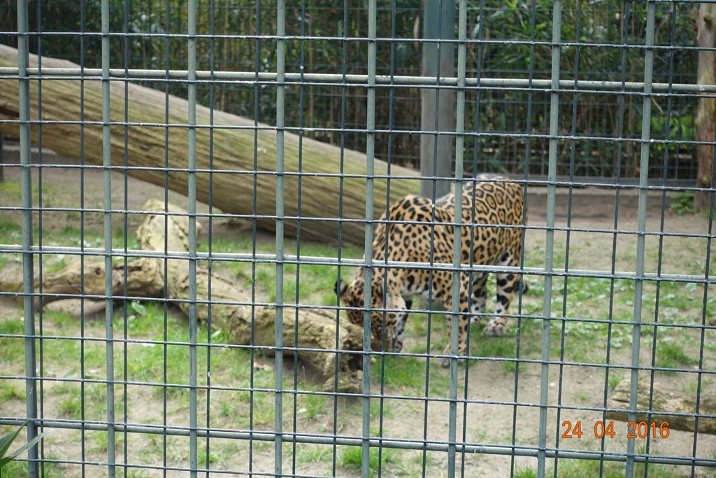 Berlin Zoo 24.4.16