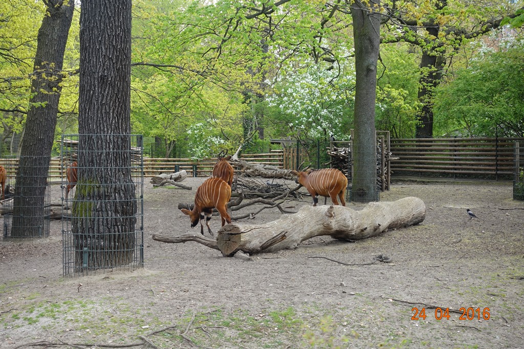 Berlin Zoo 24.4.16