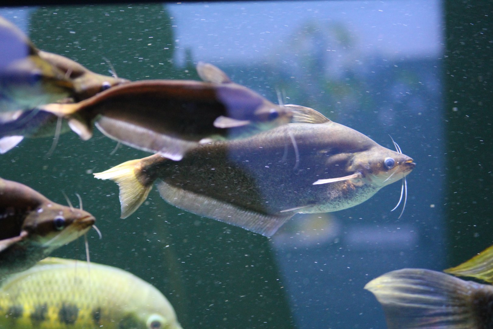Berlin Zoo- African Catfish ID