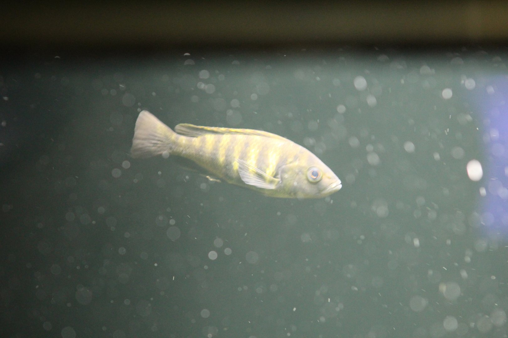Berlin Zoo- African Cichlid ID?
