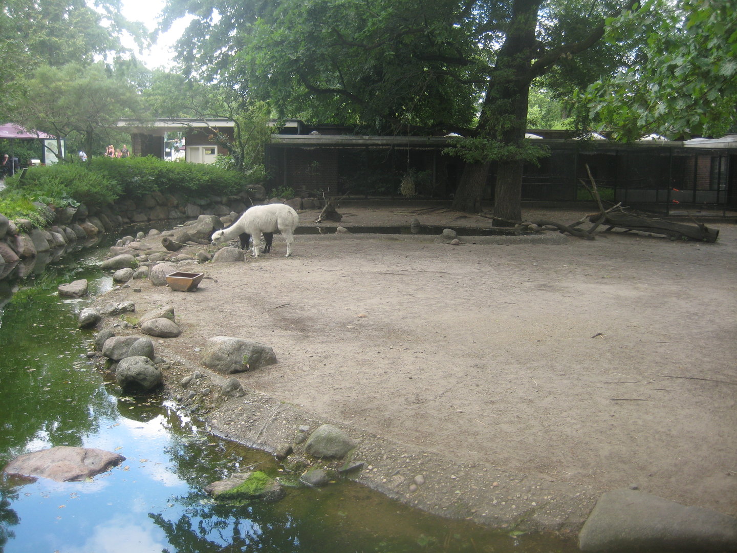 Berlin Zoo - Alpaca exhibit