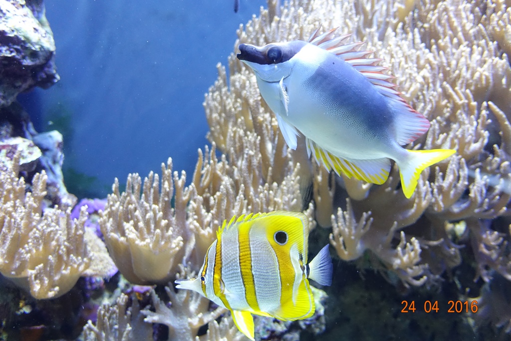 Berlin Zoo Aquarium 24.4.16