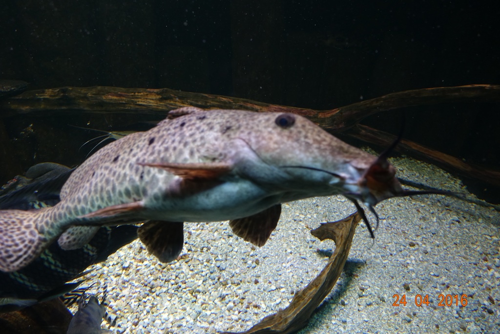 Berlin Zoo Aquarium 24.4.16