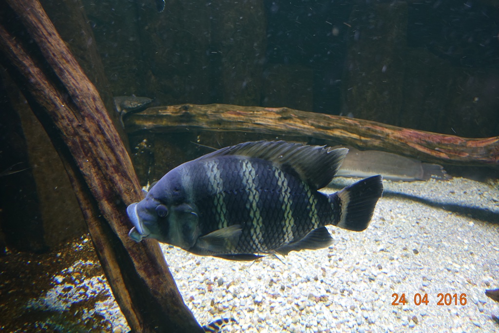 Berlin Zoo Aquarium 24.4.16