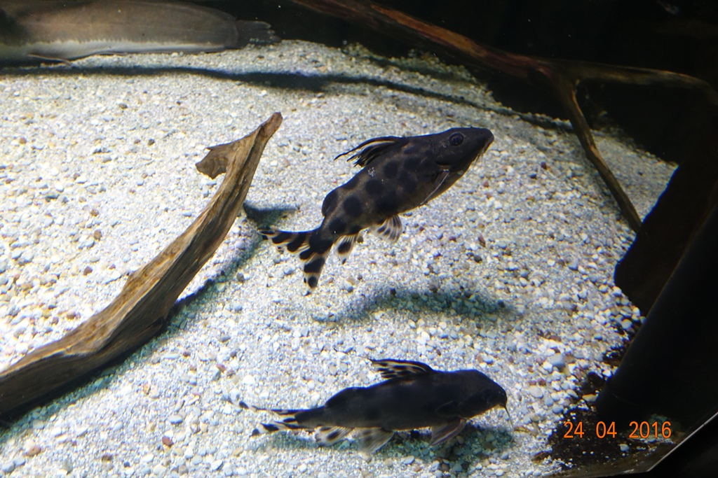 Berlin Zoo Aquarium 24.4.16