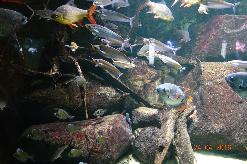 Berlin Zoo Aquarium 24.4.16