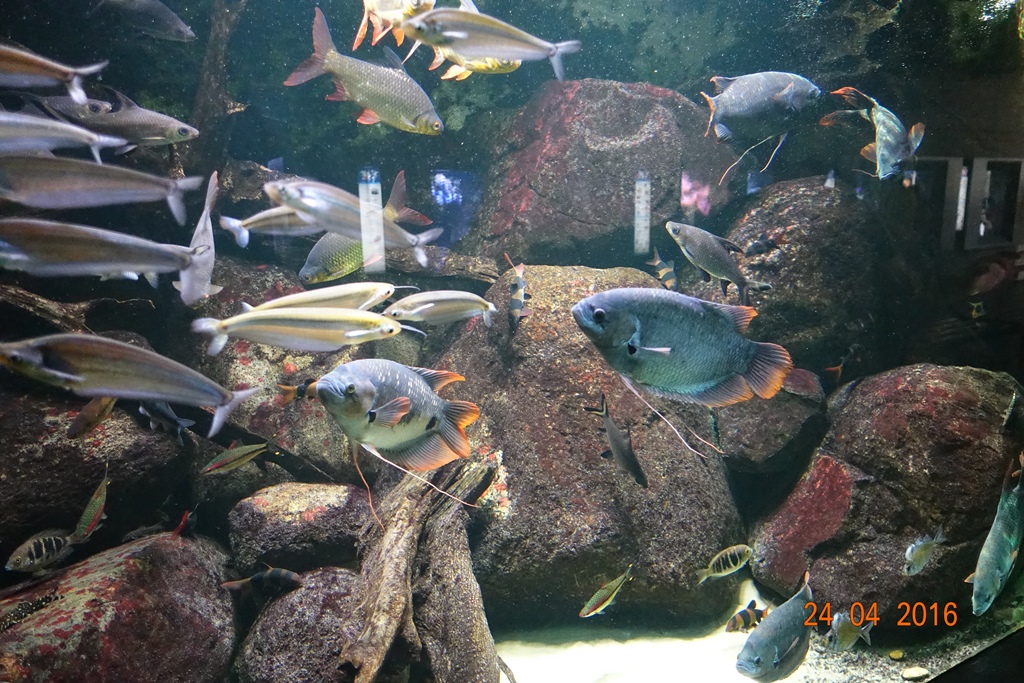 Berlin Zoo Aquarium 24.4.16