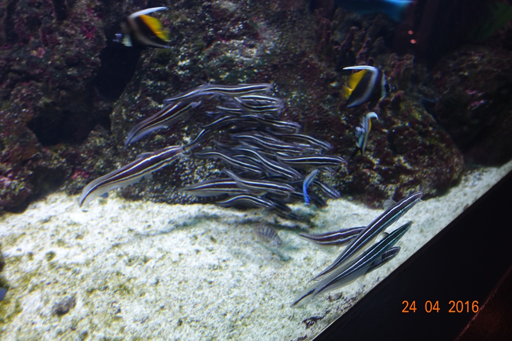 Berlin Zoo Aquarium 24.4.16