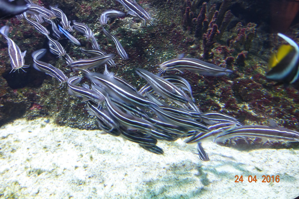 Berlin Zoo Aquarium 24.4.16