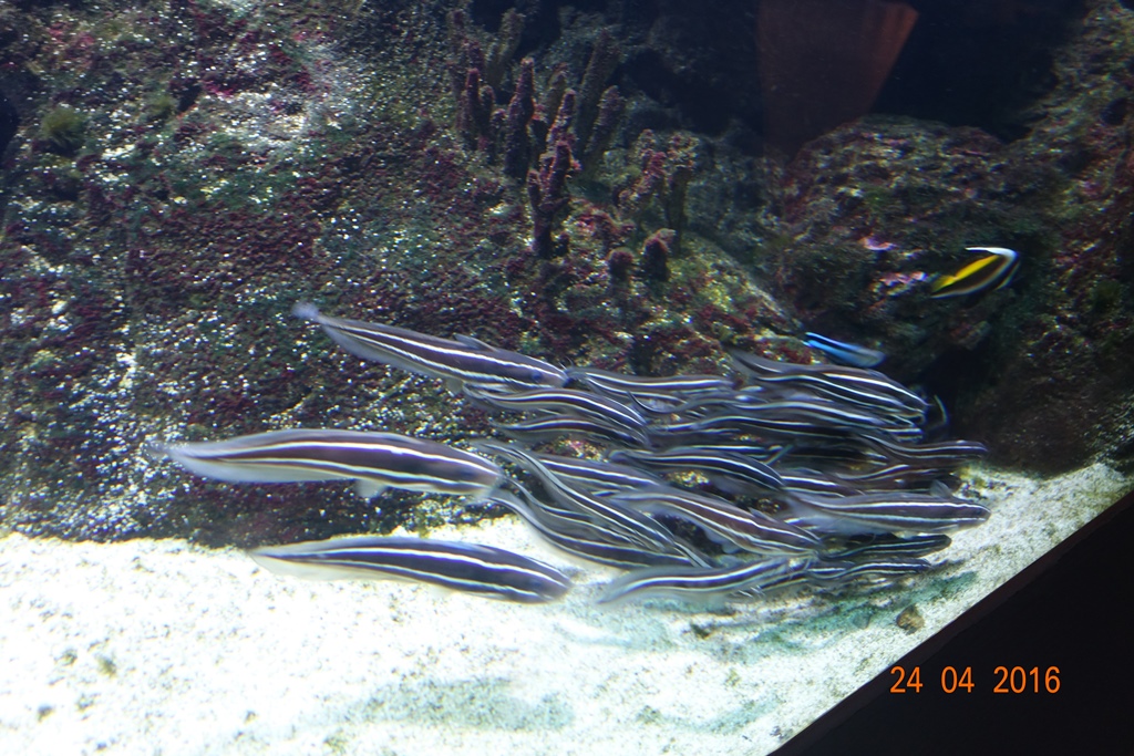 Berlin Zoo Aquarium 24.4.16