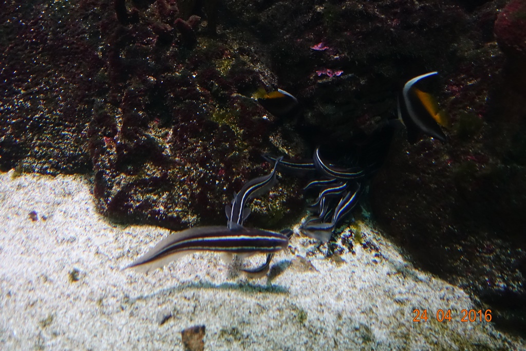 Berlin Zoo Aquarium 24.4.16