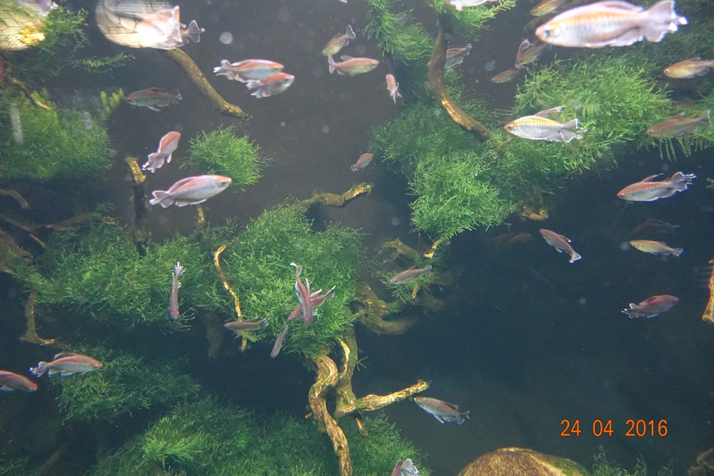 Berlin Zoo Aquarium 24.4.16