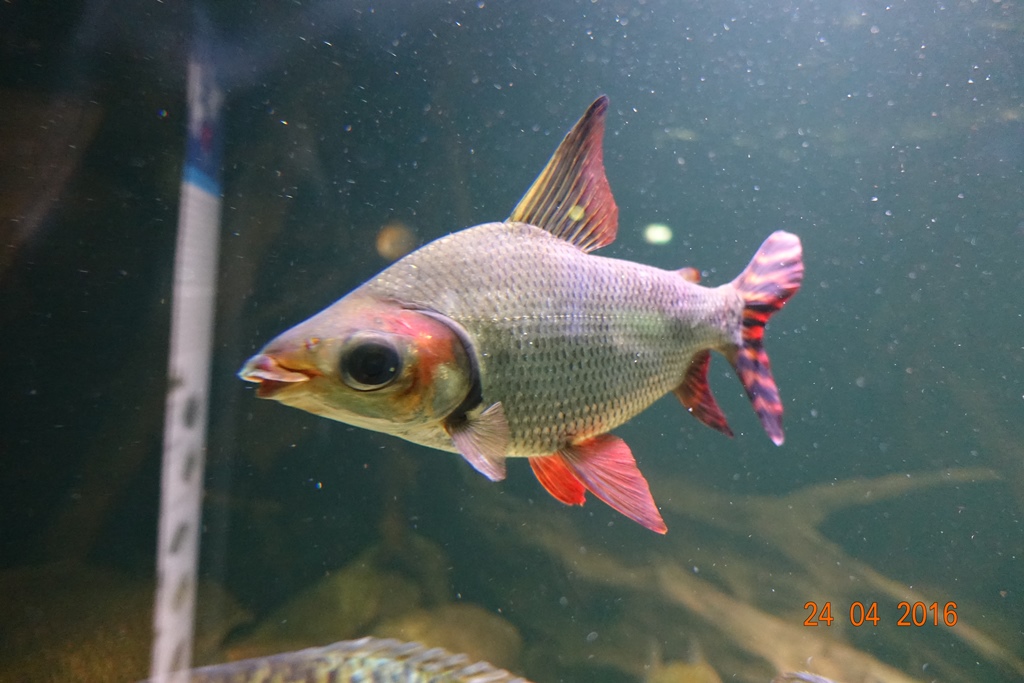 Berlin Zoo Aquarium 24.4.16