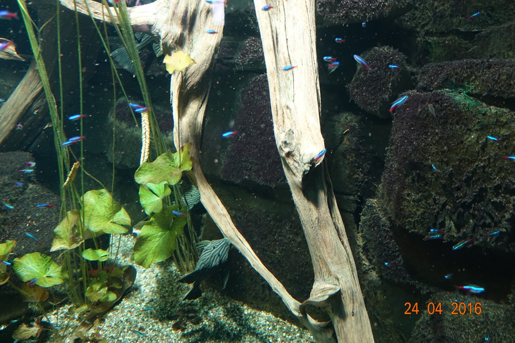 Berlin Zoo Aquarium 24.4.16