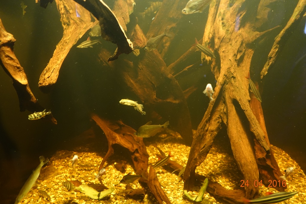 Berlin Zoo Aquarium 24.4.16