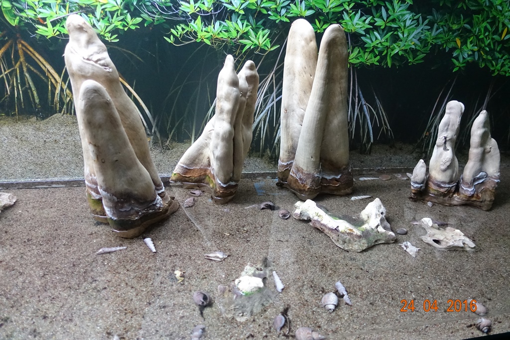 Berlin Zoo Aquarium 24.4.16