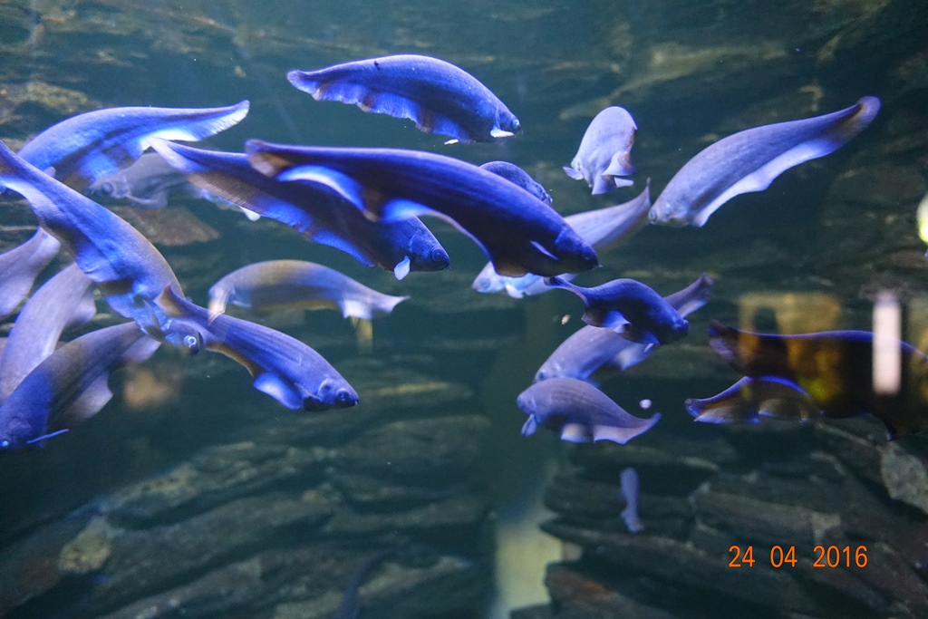 Berlin Zoo Aquarium 24.4.16