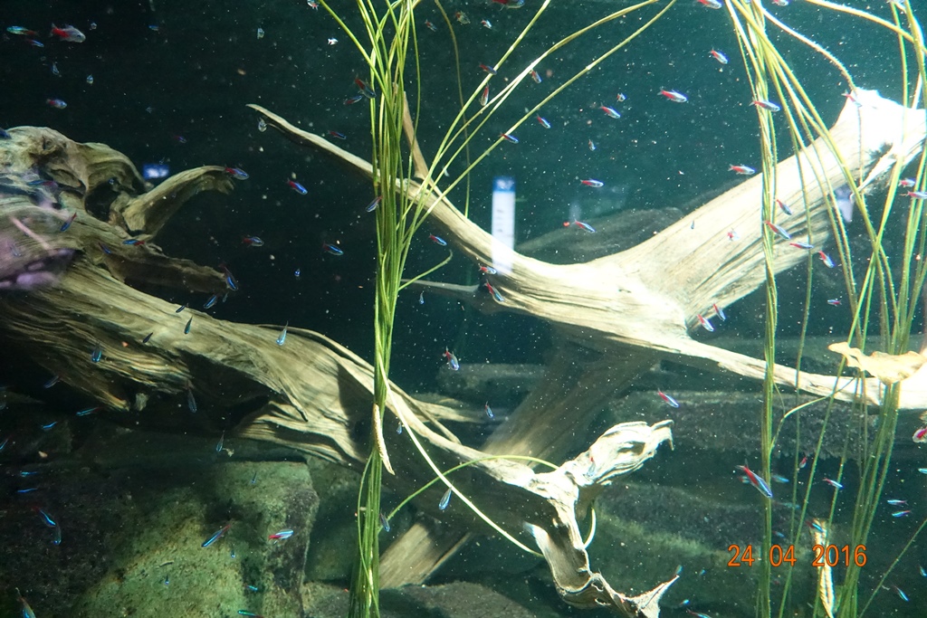 Berlin Zoo Aquarium 24.4.16