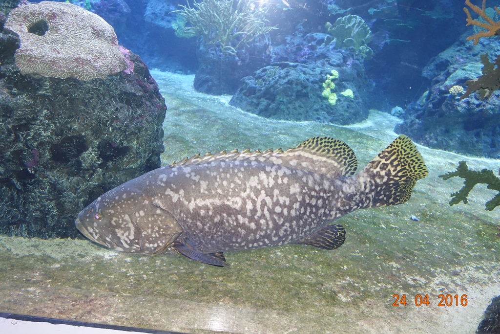 Berlin Zoo Aquarium 24.4.16