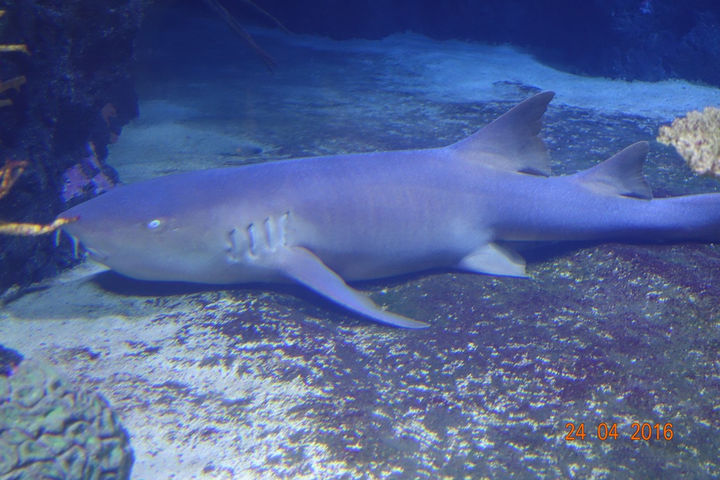 Berlin Zoo Aquarium 24.4.16