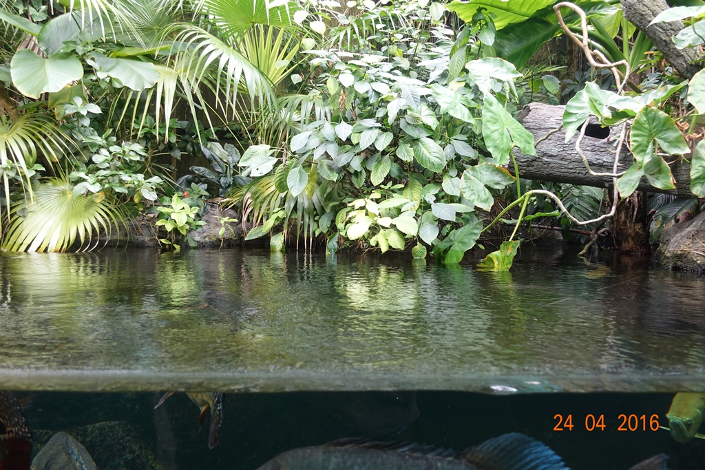 Berlin Zoo Aquarium 24.4.16