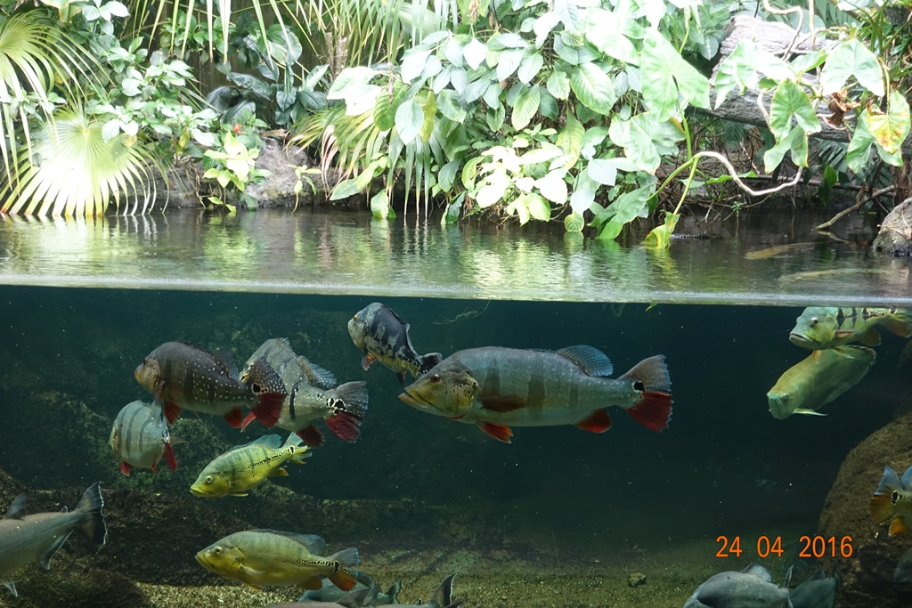 Berlin Zoo Aquarium 24.4.16