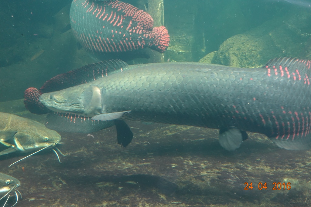 Berlin Zoo Aquarium 24.4.16