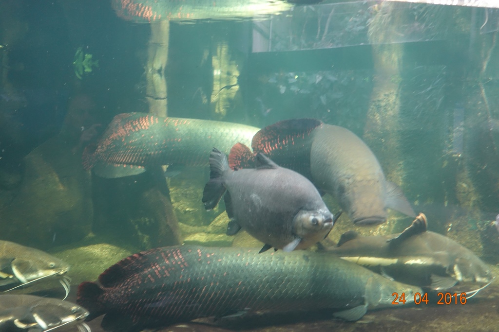 Berlin Zoo Aquarium 24.4.16