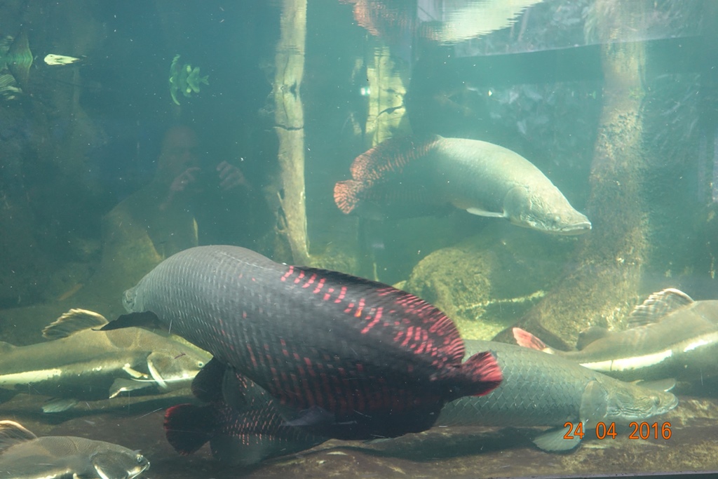 Berlin Zoo Aquarium 24.4.16