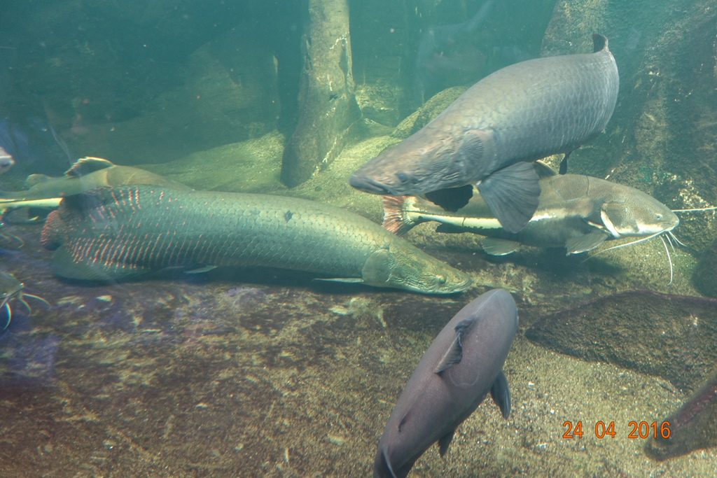 Berlin Zoo Aquarium 24.4.16