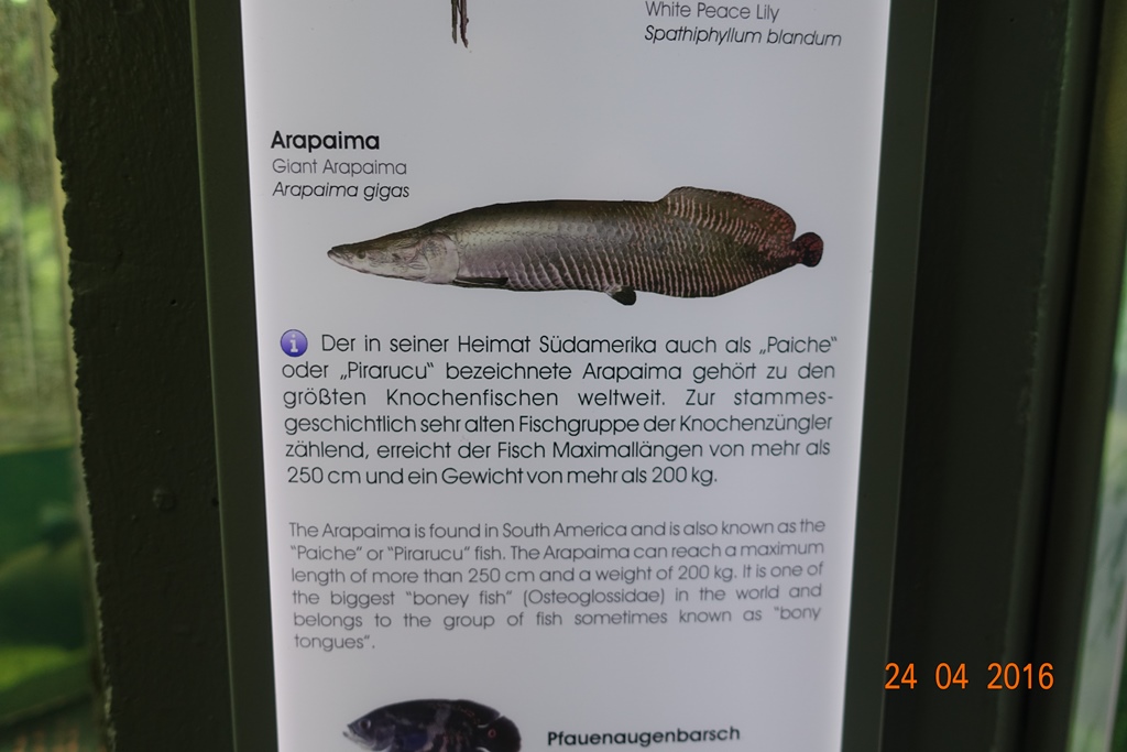Berlin Zoo Aquarium 24.4.16