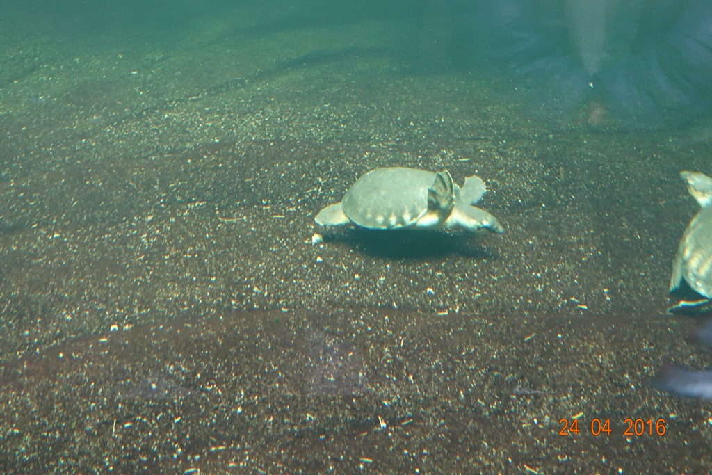 Berlin Zoo Aquarium 24.4.16