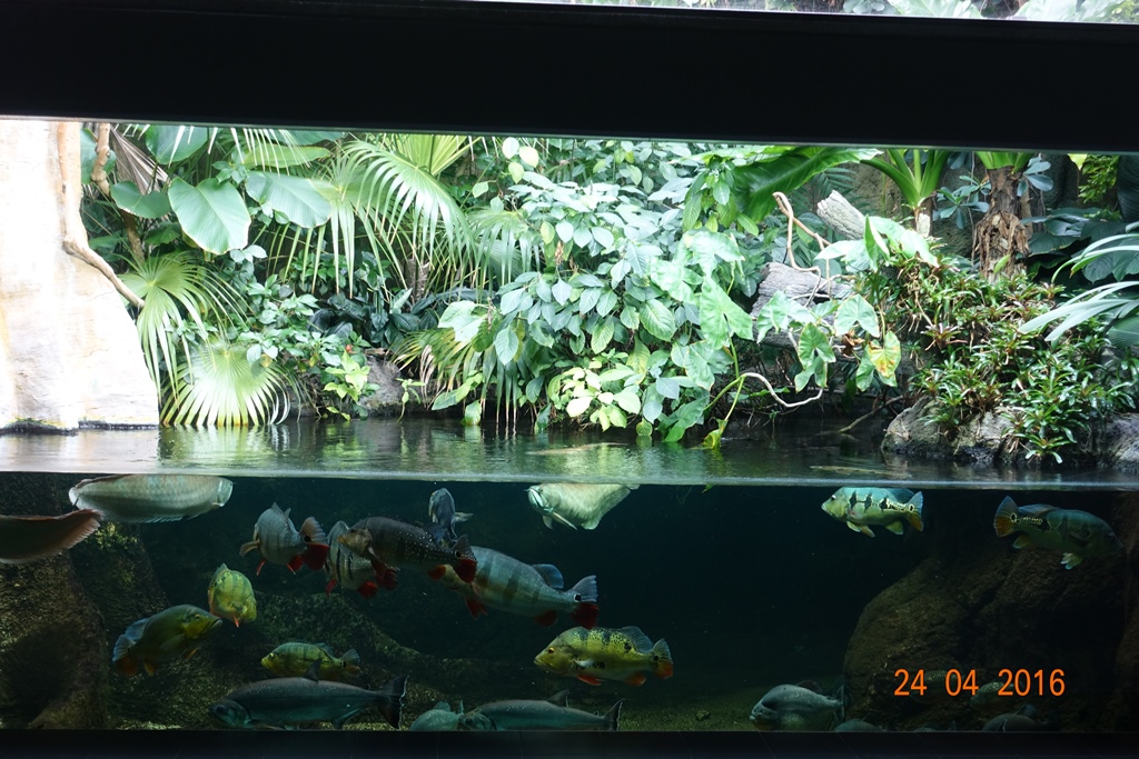 Berlin Zoo Aquarium 24.4.16