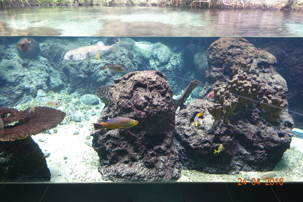 Berlin Zoo Aquarium 24.4.16