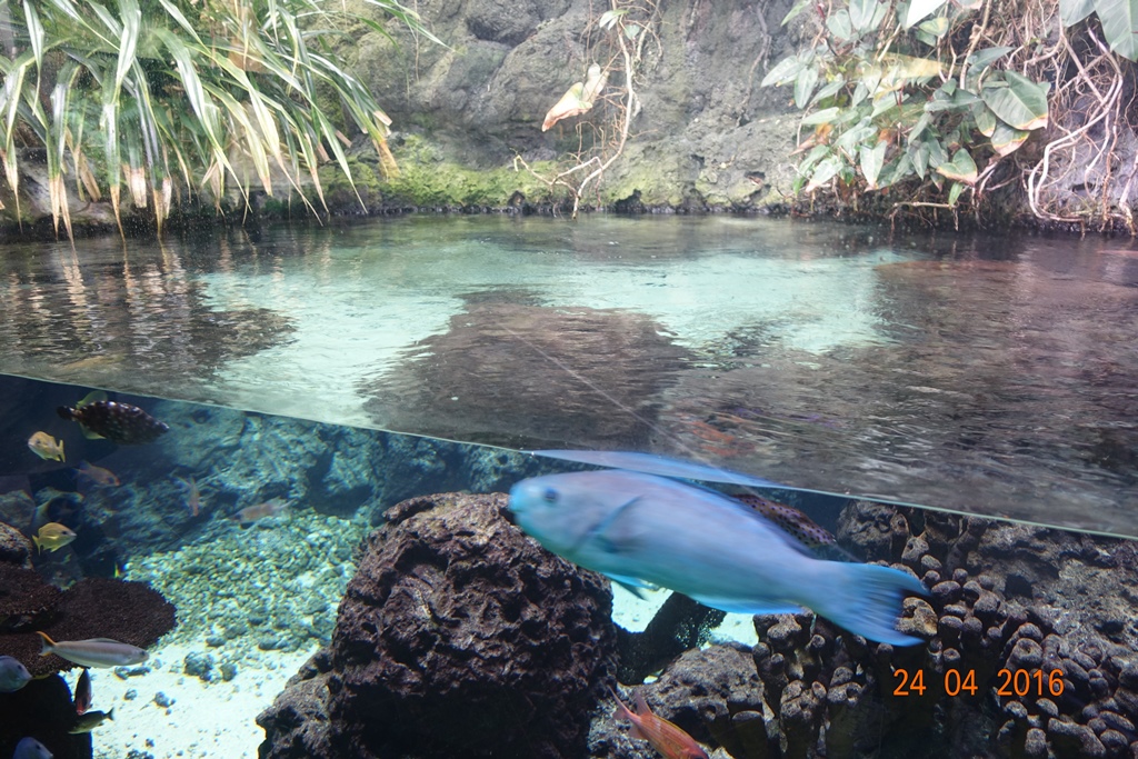 Berlin Zoo Aquarium 24.4.16