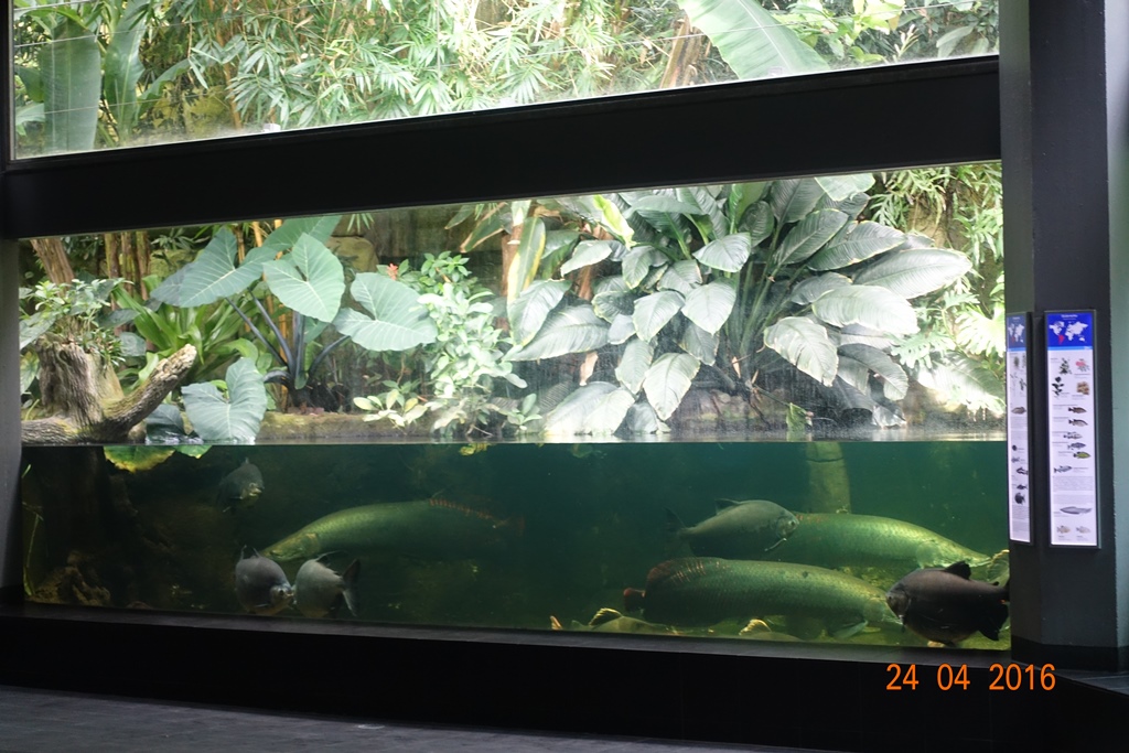 Berlin Zoo Aquarium 24.4.16