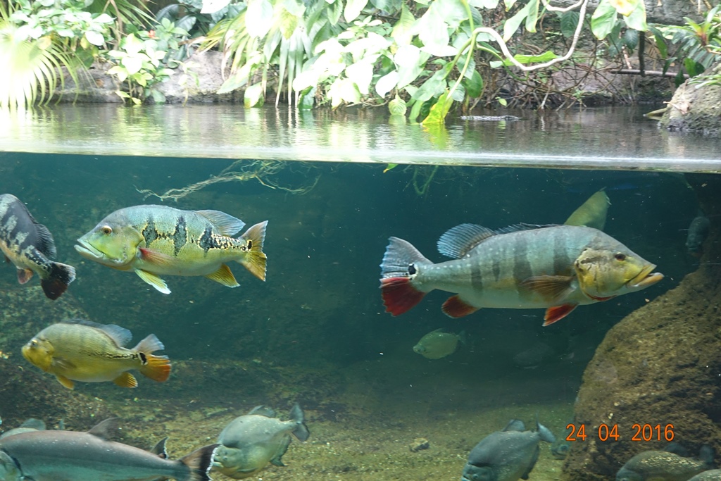 Berlin Zoo Aquarium 24.4.16