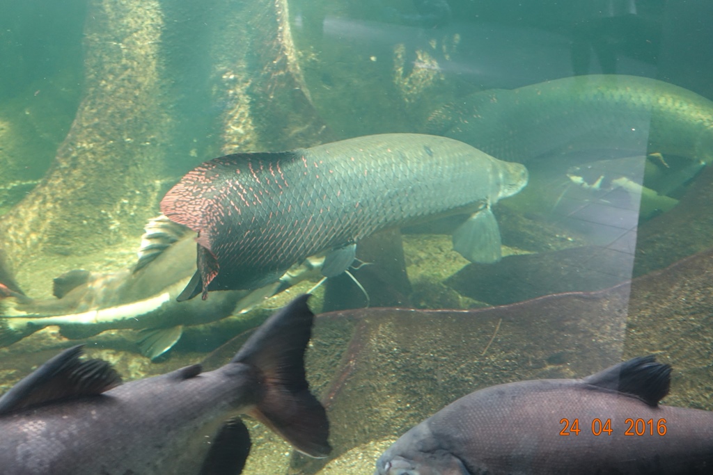 Berlin Zoo Aquarium 24.4.16