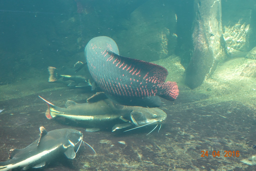Berlin Zoo Aquarium 24.4.16