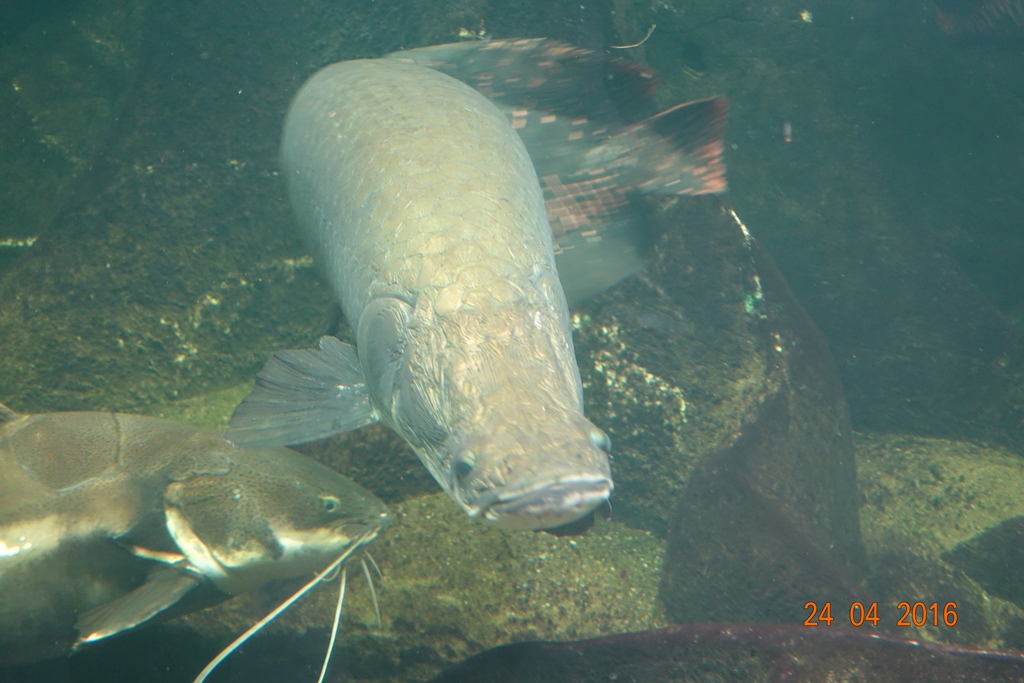 Berlin Zoo Aquarium 24.4.16