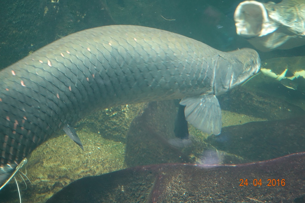 Berlin Zoo Aquarium 24.4.16