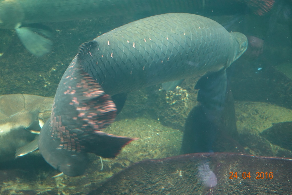 Berlin Zoo Aquarium 24.4.16