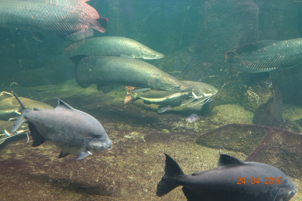 Berlin Zoo Aquarium 24.4.16