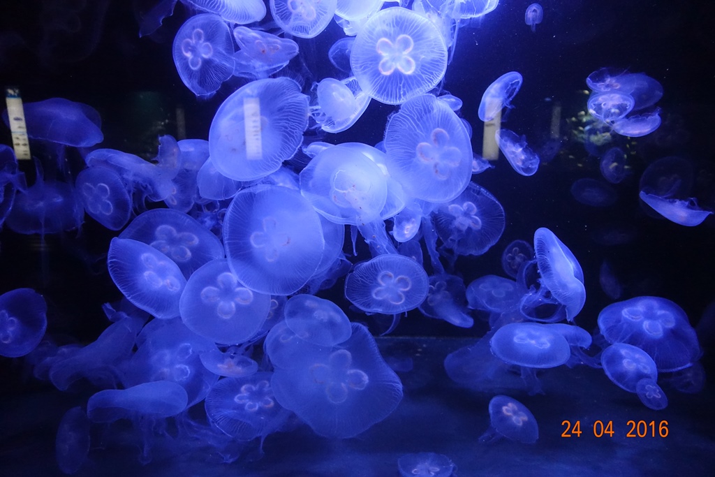 Berlin Zoo Aquarium 24.4.16